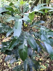 Pseudopanax crassifolius × lessonii