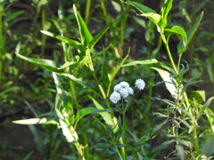 Gymnocoronis spilanthoides