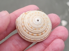 Architectonica nobilis