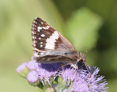 Heliopetes domicella