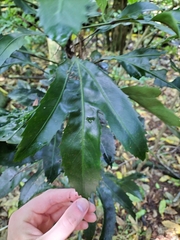 Pseudopanax crassifolius × lessonii