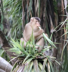 Macaca nemestrina