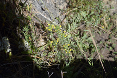 Castilleja lacera