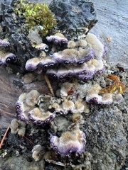 Chondrostereum purpureum