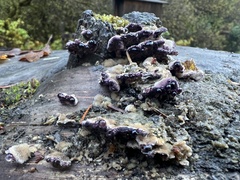 Chondrostereum purpureum