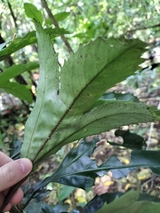 Pseudopanax crassifolius × lessonii