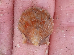 Argopecten irradians