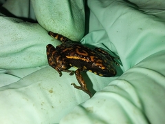 Epipedobates darwinwallacei