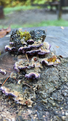 Chondrostereum purpureum