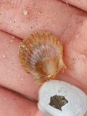 Argopecten irradians