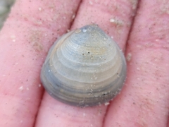 Laevicardium serratum