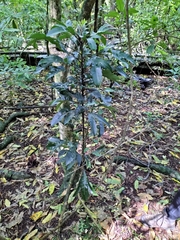Pseudopanax crassifolius × lessonii