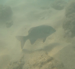 Kyphosus cinerascens