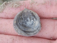 Laevicardium serratum