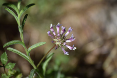 Trifolium obtusiflorum