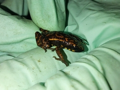 Epipedobates darwinwallacei