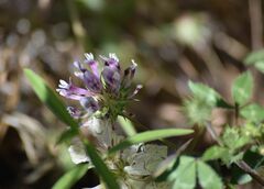 Trifolium obtusiflorum