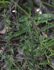 Rostellularia adscendens