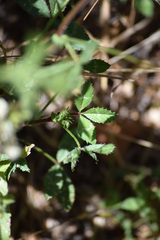 Trifolium obtusiflorum