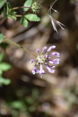Trifolium obtusiflorum