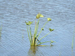 Sagittaria montevidensis