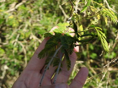 Senegalia bonariensis