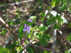 Lantana megapotamica