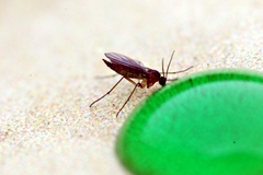 Sciaroidea