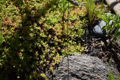 Hypericum anagalloides