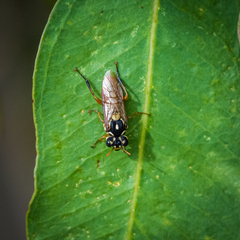 Tenthredinoidea