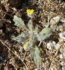 Trichoptilium incisum