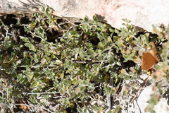 Petrogenia repens