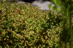 Hypericum anagalloides