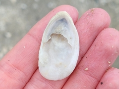Crepidula plana