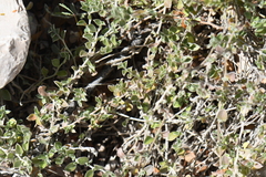 Petrogenia repens