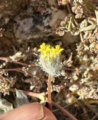 Trichoptilium incisum