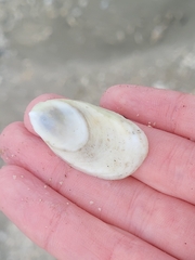 Crepidula plana