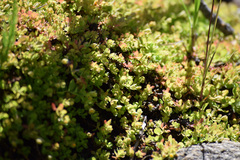 Hypericum anagalloides