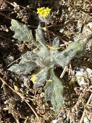 Trichoptilium incisum