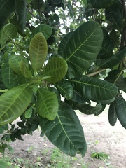 Anacardium occidentale image