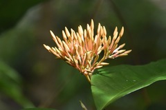 Ixora chinensis