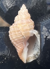 Cancellaria jayana