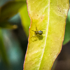 Zygiellinae