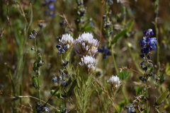 Castilleja lineariloba