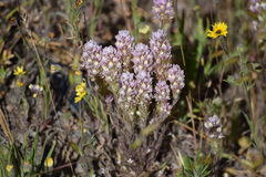 Castilleja lineariloba