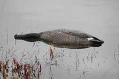 Branta