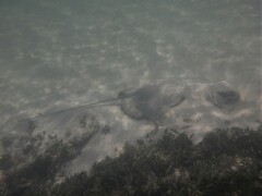 Myliobatis tenuicaudatus