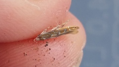 Pyroderces apparitella