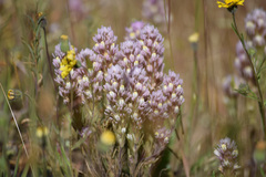 Castilleja lineariloba