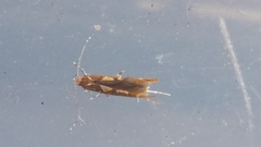 Pyroderces apparitella